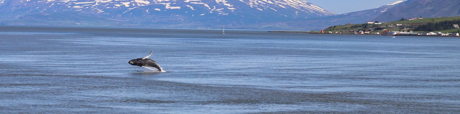 Whale watching in Akureyri (3 hours / No pick-up)
