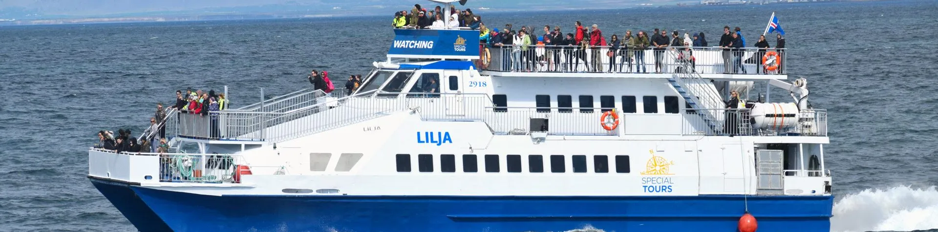 Whale watching in Akureyri (3 hours / No pick-up)
