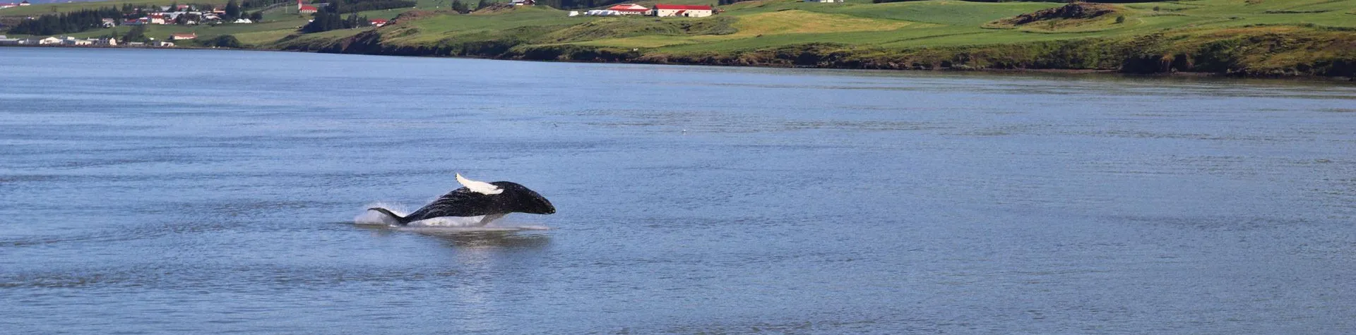 Whale watching in Akureyri (3 hours / No pick-up)