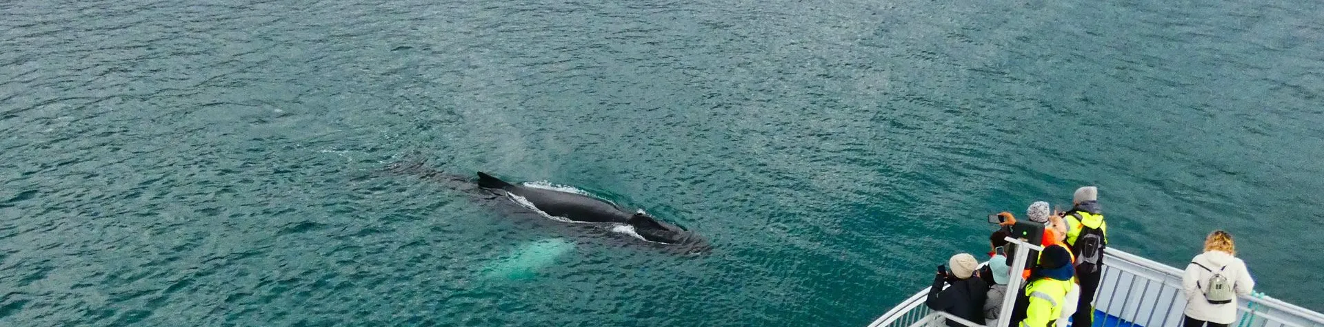 Whale watching in Akureyri (3 hours / No pick-up)