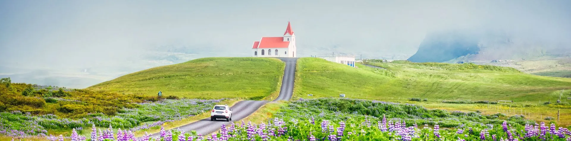 Ingjaldshólskirkja amid lupine fields and mist, Snæfellsnes, Iceland.