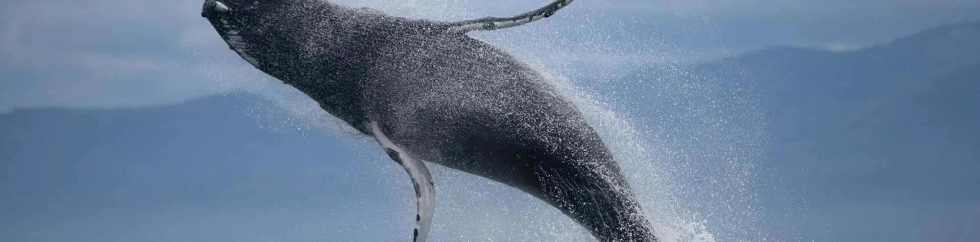 ATV & Whale Watching (9 AM/8 hrs) (H02)