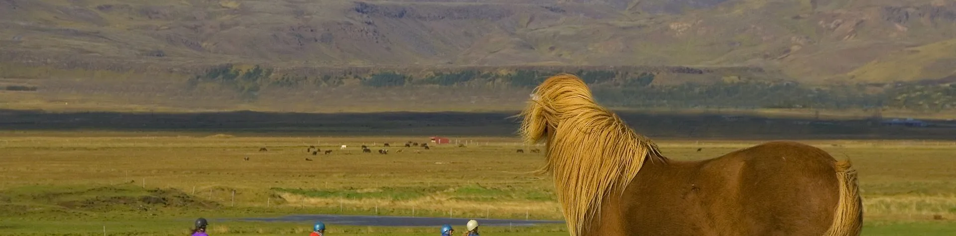 Horseback Riding & Whale Watching (8 AM/8 hrs/1.5 hrs riding) (C12)