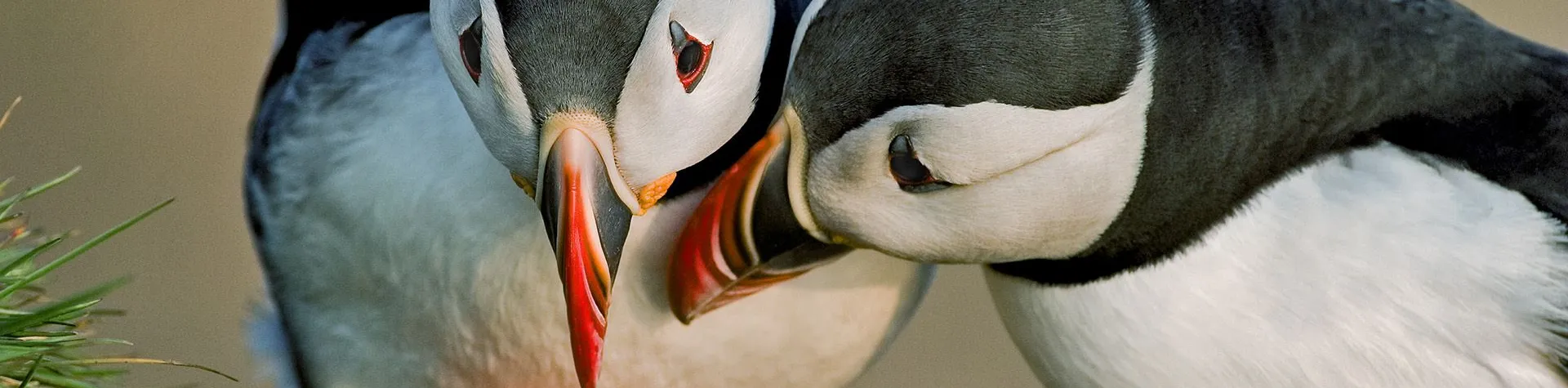 Puffin Watching (15:00/1.5-2 hours) (T04)