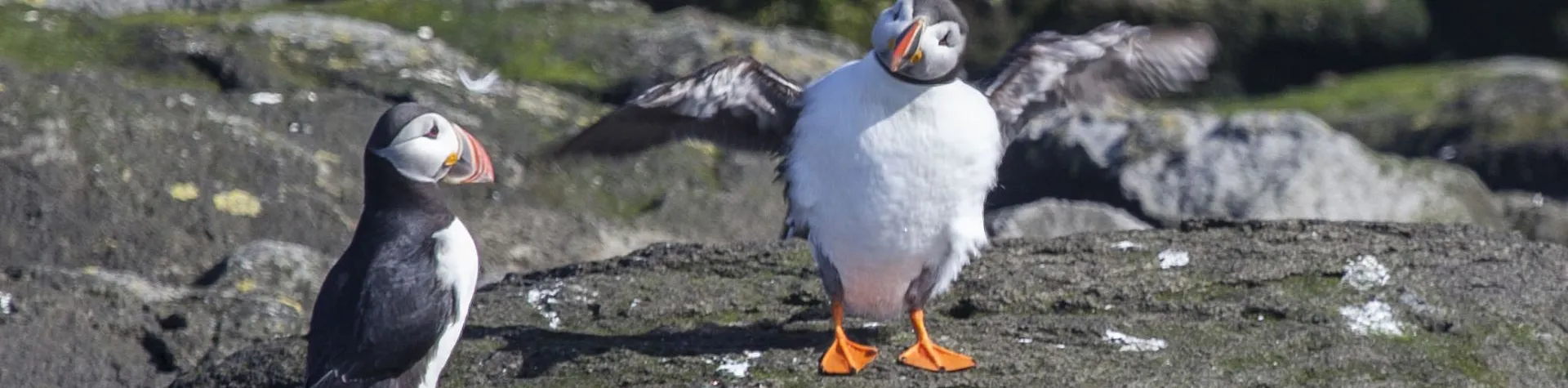 Puffin Watching (15:00/1.5-2 hours) (T04)