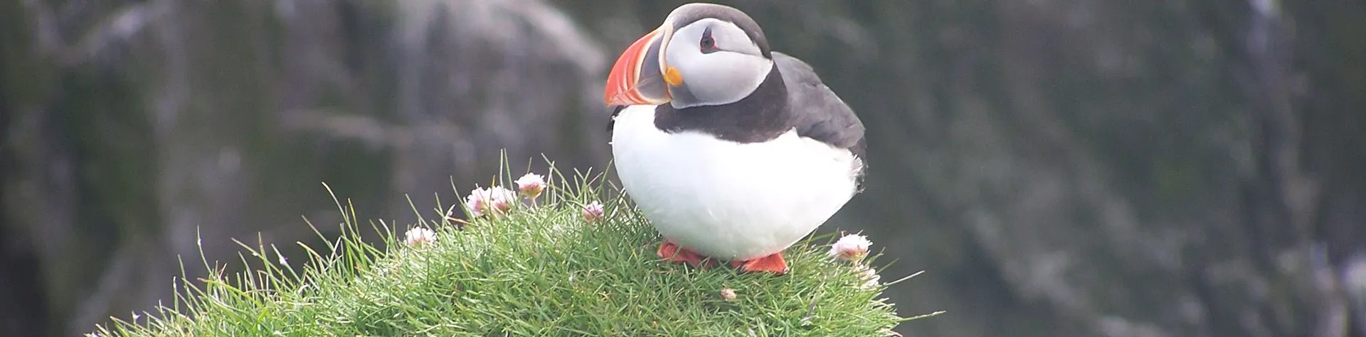 Puffin Watching (15:00/1.5-2 hours) (T04)