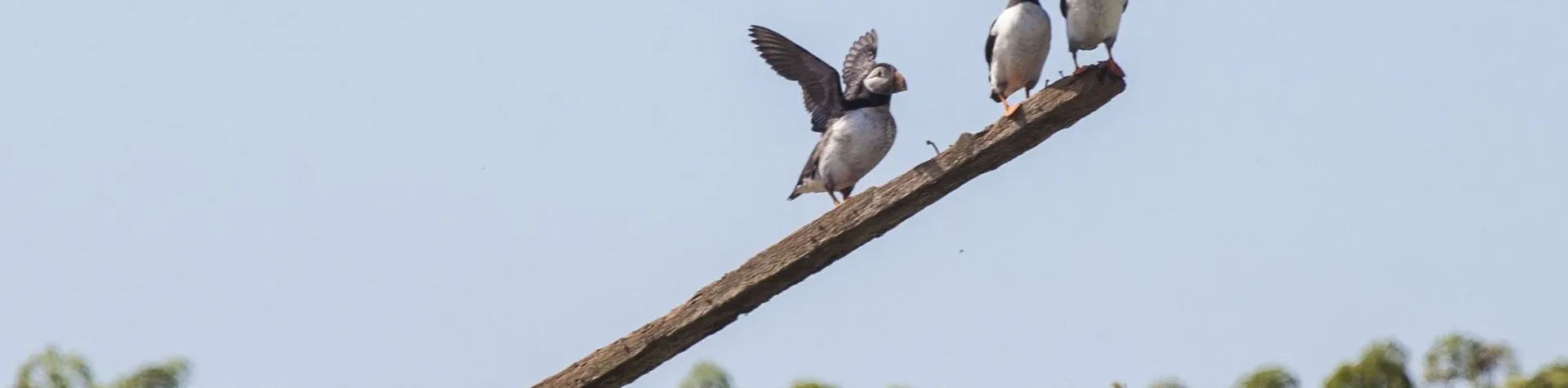 Puffin Watching (15:00/1.5-2 hours) (T04)