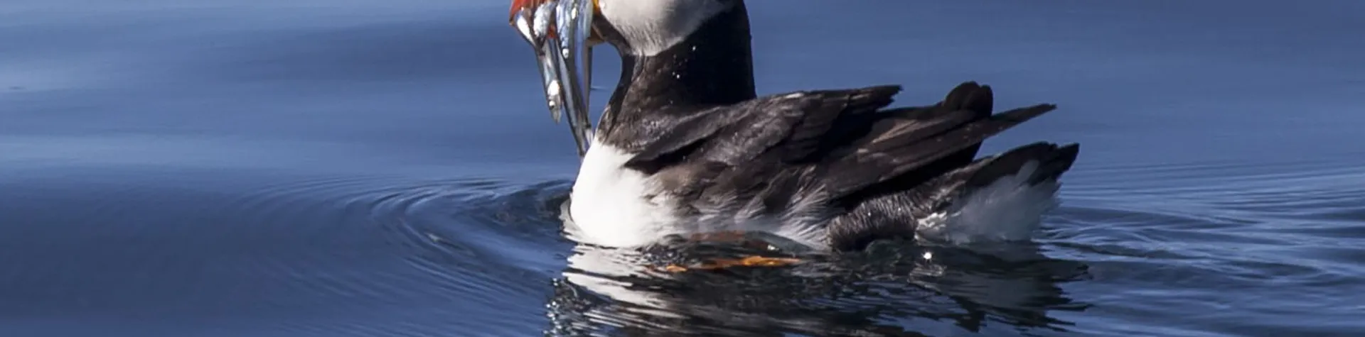 Puffin Watching (15:00/1.5-2 hours) (T04)