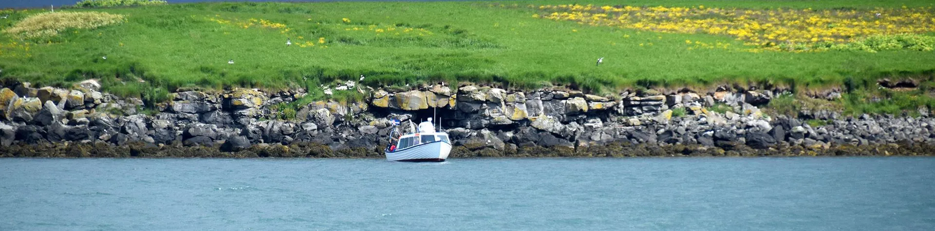 Puffin Watching (15:00/1.5-2 hours) (T04)