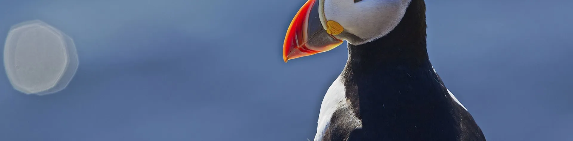 Puffin Watching (15:00/1.5-2 hours) (T04)