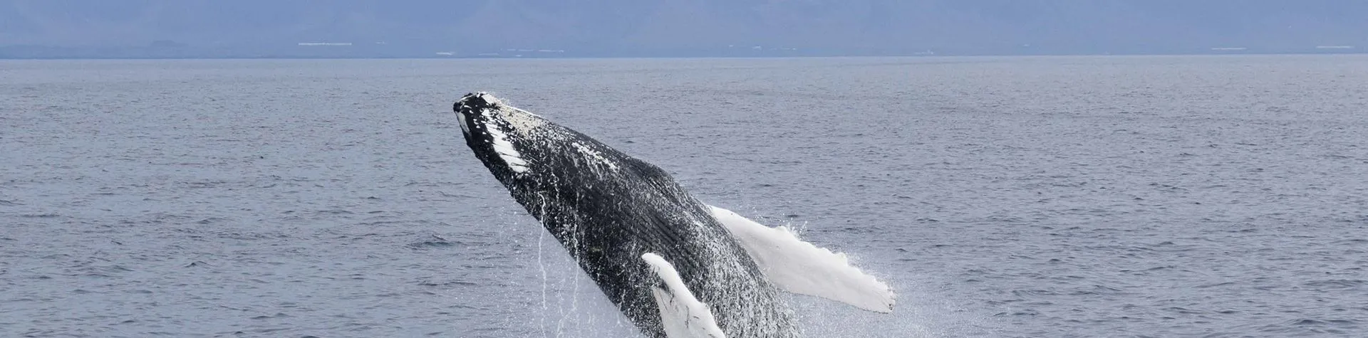 Whale Watching (09:00/3.5 hrs/no pick-up) (T01)
