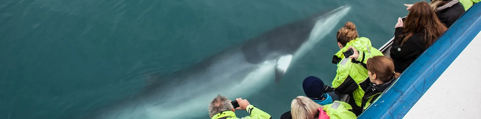 Whale Watching (Pick-up: 8 AM/4 hrs) (T01)