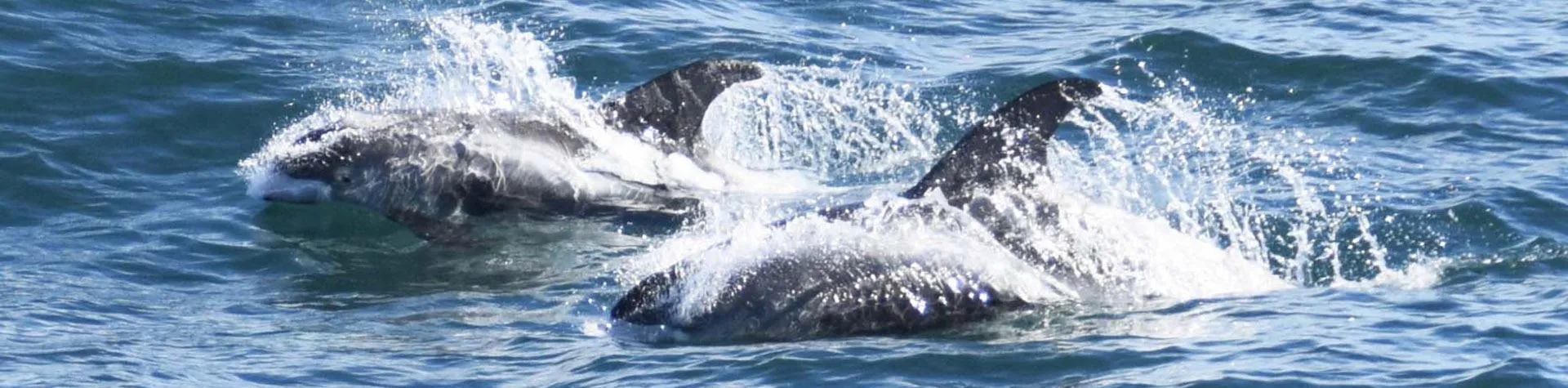Whale Watching (Pick-up: 8 AM/4 hrs) (T01)
