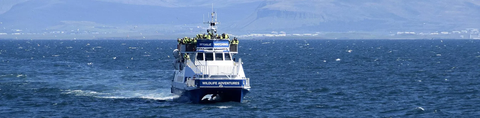 Whale Watching (Pick-up: 8 AM/4 hrs) (T01)