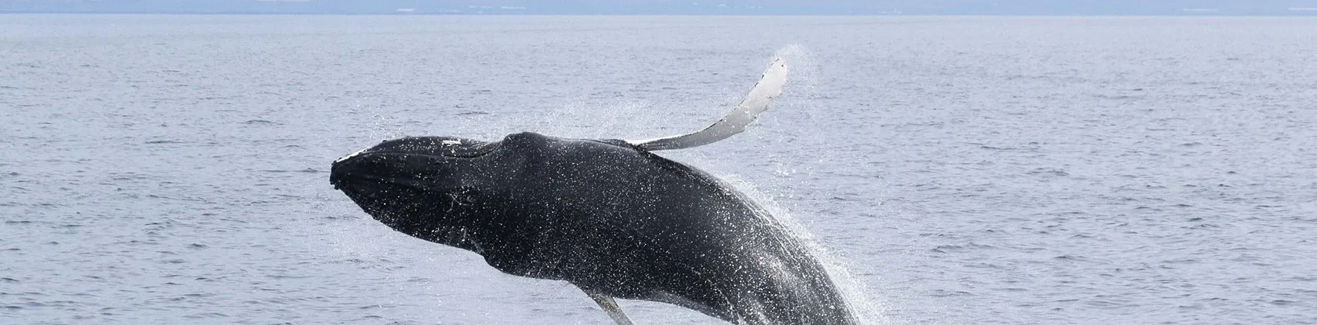 Whale Watching (Pick-up: 8 AM/4 hrs) (T01)