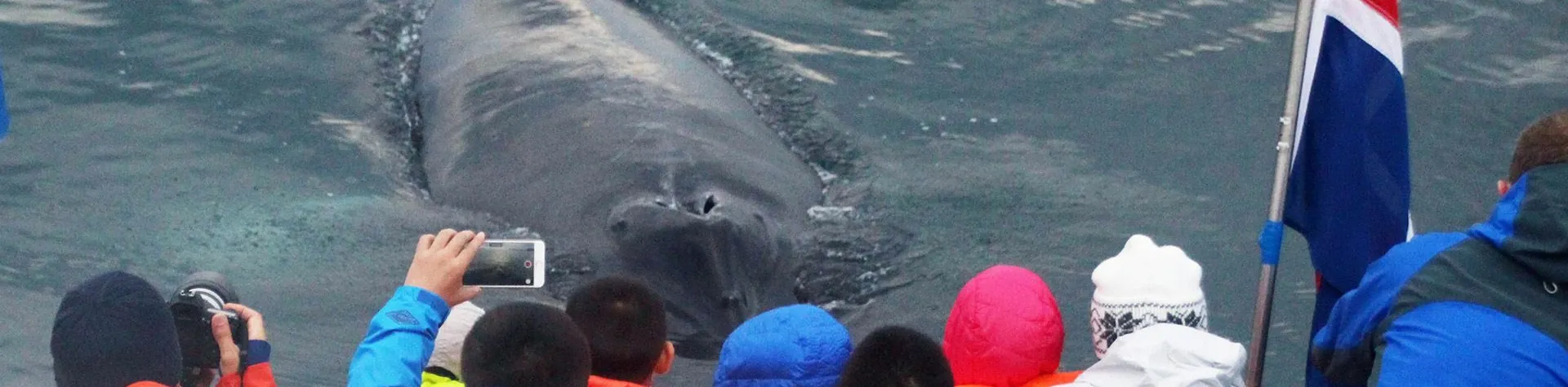 Whale Watching (Pick-up: 8 AM/4 hrs) (T01)