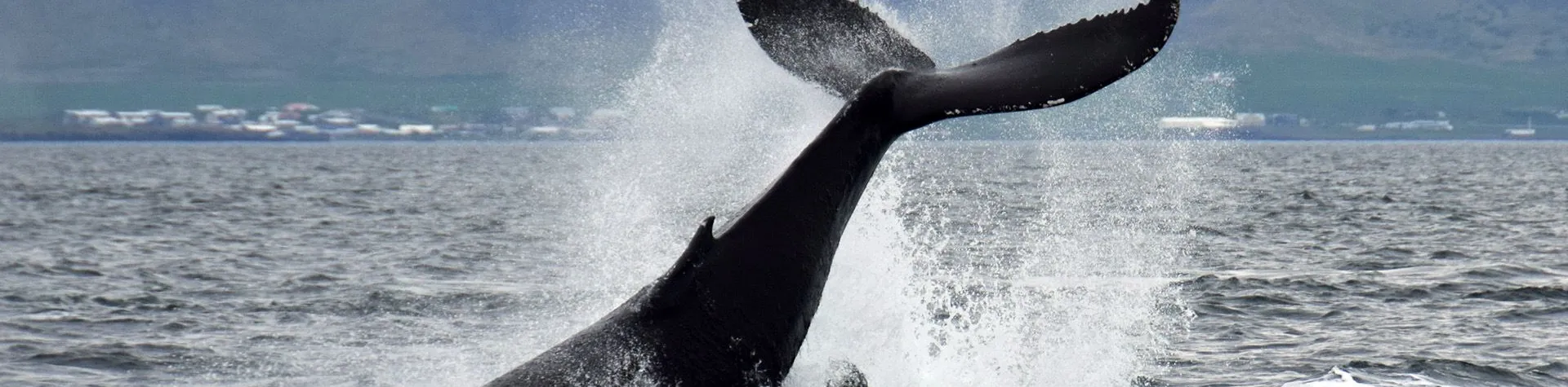 Whale Watching (Pick-up: 8 AM/4 hrs) (T01)