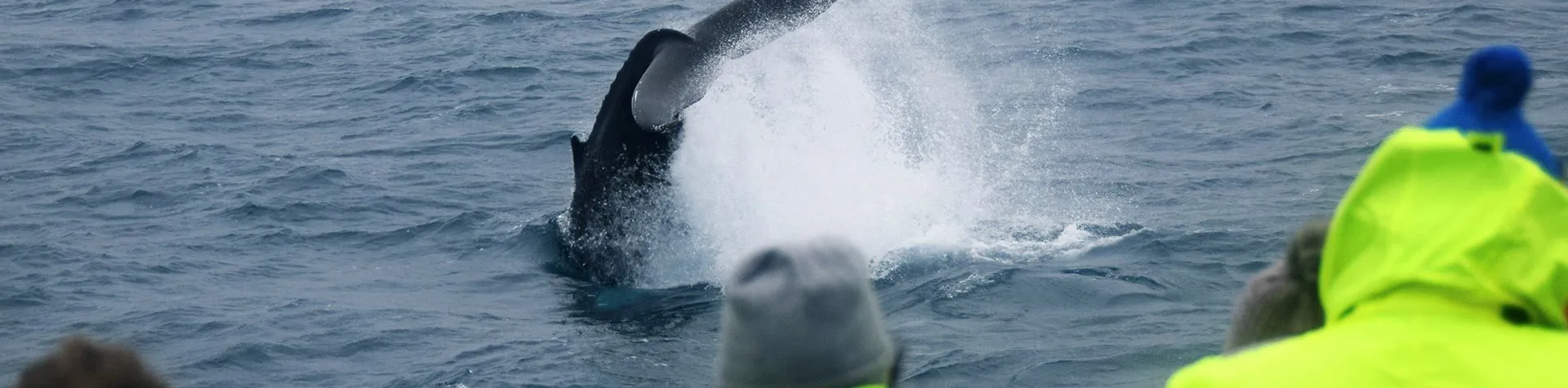Whale Watching (Pick-up: 8 AM/4 hrs) (T01)