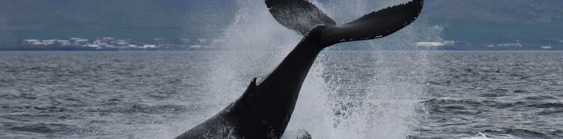 Whale Watching Express (13:00/3 hours) (T02)