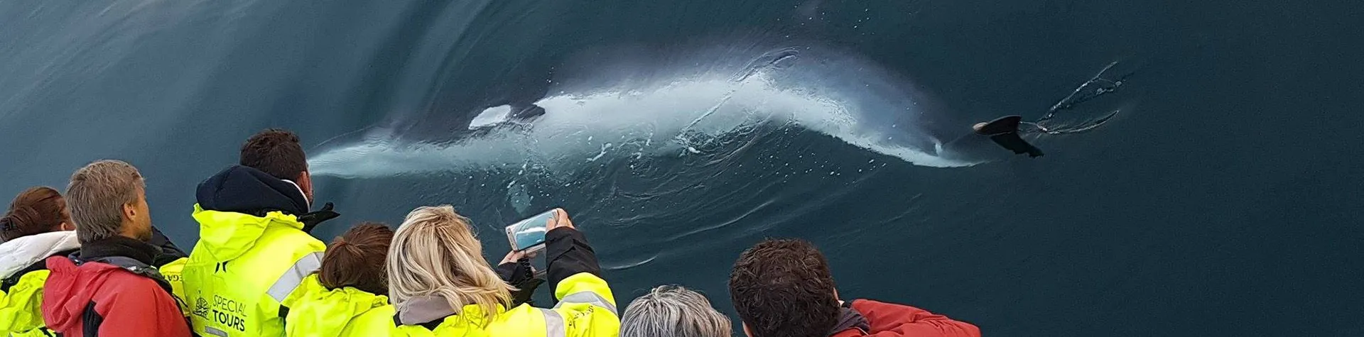 Whale Watching Express (13:00/3 hours) (T02)
