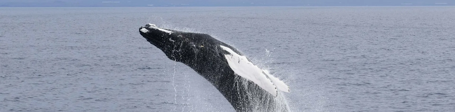 Whale Watching Express (13:00/3 hours) (T02)
