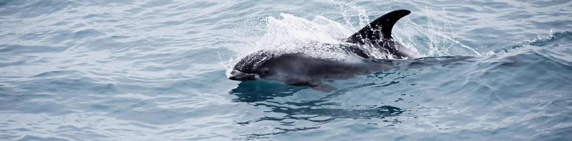 Whale Watching Express (13:00/3 hours) (T02)