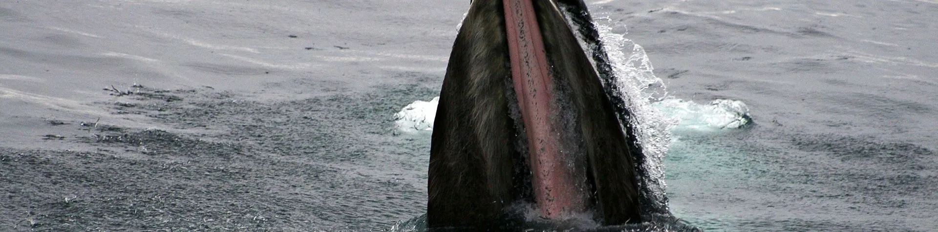 Whale Watching Express (13:00/3 hours) (T02)