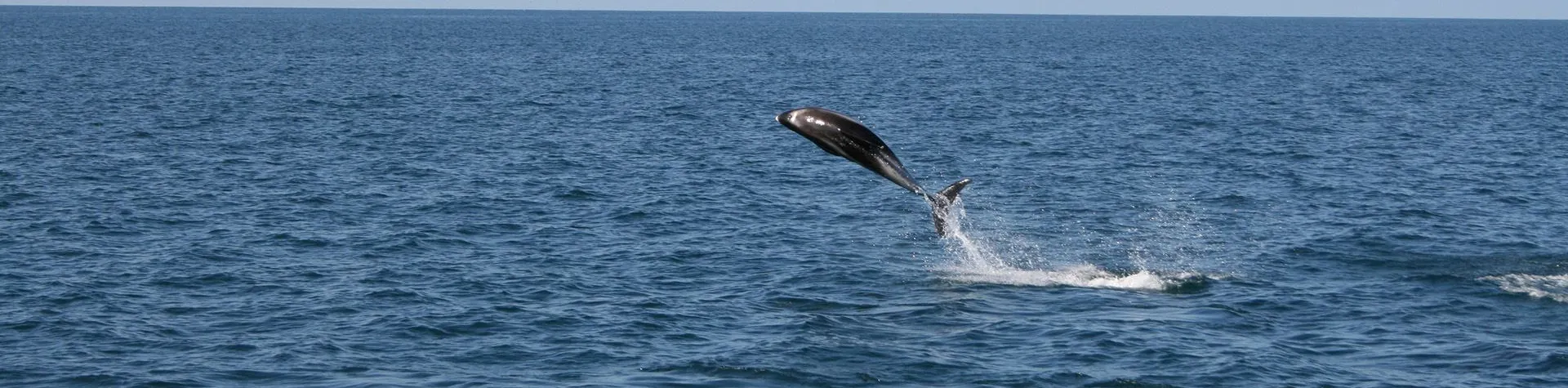 Whale Watching Express (13:00/3 hours) (T02)
