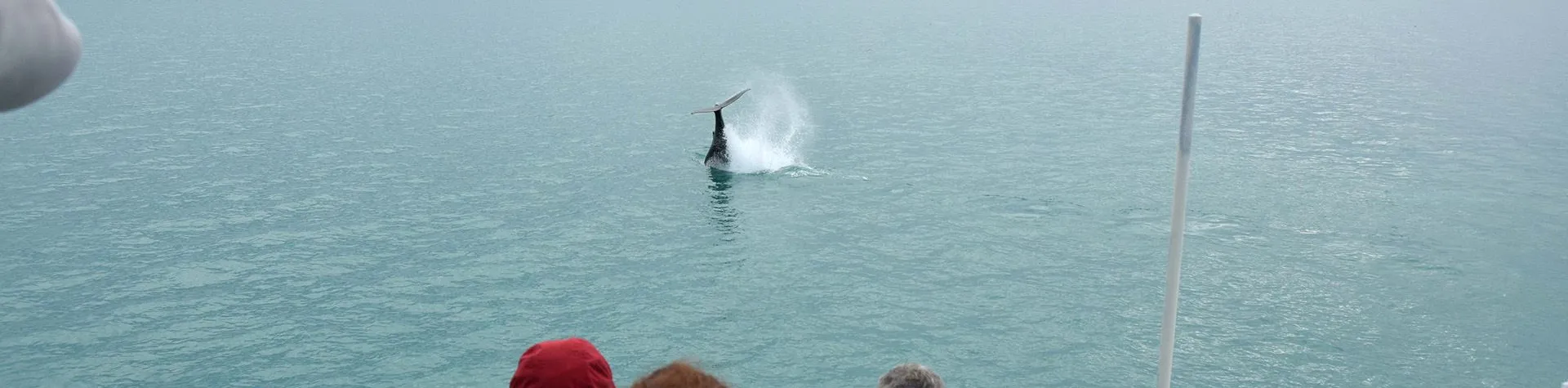 Whale Watching Express (13:00/3 hours) (T02)